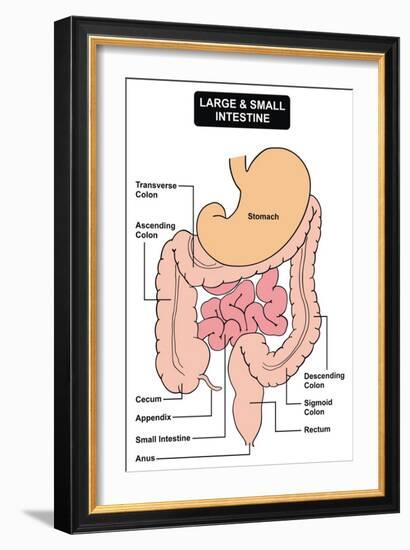 Large and Small Intestine-udaix-Framed Art Print