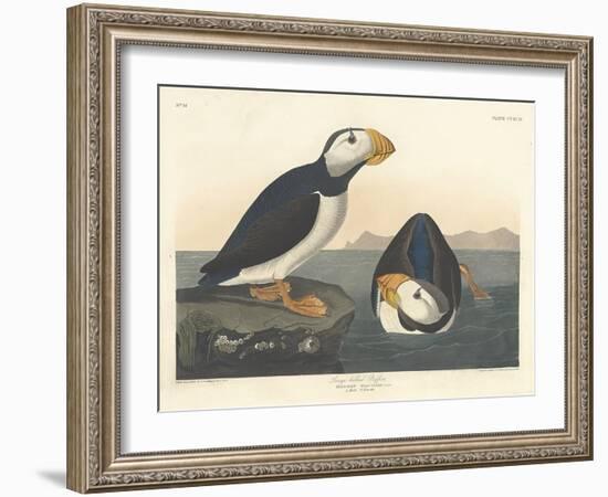 Large-billed Puffin, 1836-John James Audubon-Framed Giclee Print