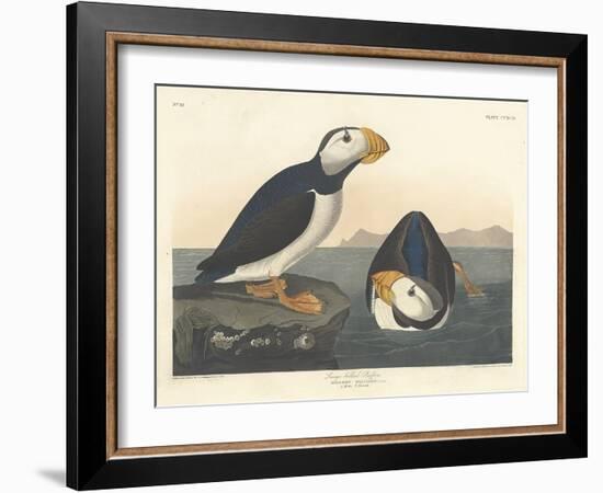Large-billed Puffin, 1836-John James Audubon-Framed Giclee Print