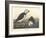 Large-billed Puffin, 1836-John James Audubon-Framed Giclee Print