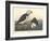 Large-billed Puffin, 1836-John James Audubon-Framed Giclee Print