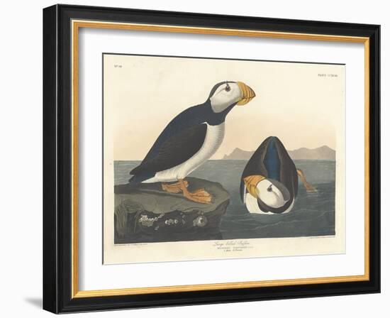 Large-billed Puffin, 1836-John James Audubon-Framed Giclee Print