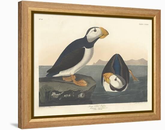 Large-billed Puffin, 1836-John James Audubon-Framed Premier Image Canvas