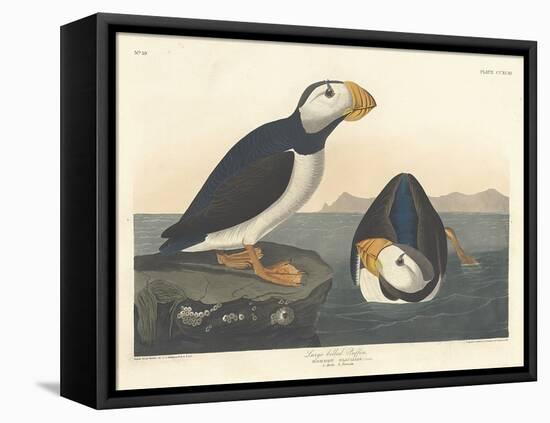 Large-billed Puffin, 1836-John James Audubon-Framed Premier Image Canvas