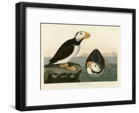 Large Billed Puffin-John James Audubon-Framed Giclee Print