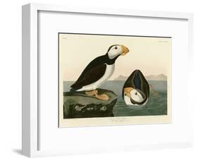 Large Billed Puffin-John James Audubon-Framed Giclee Print
