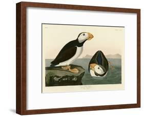 Large Billed Puffin-John James Audubon-Framed Giclee Print