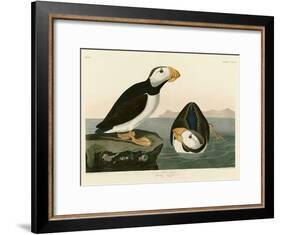 Large Billed Puffin-John James Audubon-Framed Giclee Print