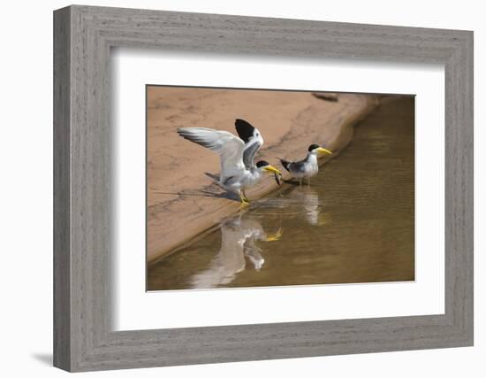 Large-Billed Tern, Northern Pantanal, Mato Grosso, Brazil-Pete Oxford-Framed Photographic Print