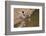 Large-Billed Tern, Northern Pantanal, Mato Grosso, Brazil-Pete Oxford-Framed Photographic Print