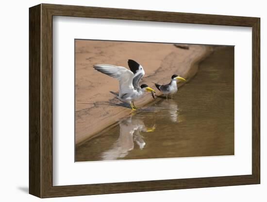Large-Billed Tern, Northern Pantanal, Mato Grosso, Brazil-Pete Oxford-Framed Photographic Print