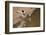 Large-Billed Tern, Northern Pantanal, Mato Grosso, Brazil-Pete Oxford-Framed Photographic Print