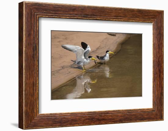 Large-Billed Tern, Northern Pantanal, Mato Grosso, Brazil-Pete Oxford-Framed Photographic Print