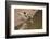 Large-Billed Tern, Northern Pantanal, Mato Grosso, Brazil-Pete Oxford-Framed Photographic Print