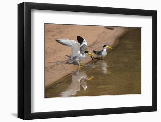 Large-Billed Tern, Northern Pantanal, Mato Grosso, Brazil-Pete Oxford-Framed Photographic Print