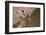 Large-Billed Tern, Northern Pantanal, Mato Grosso, Brazil-Pete Oxford-Framed Photographic Print