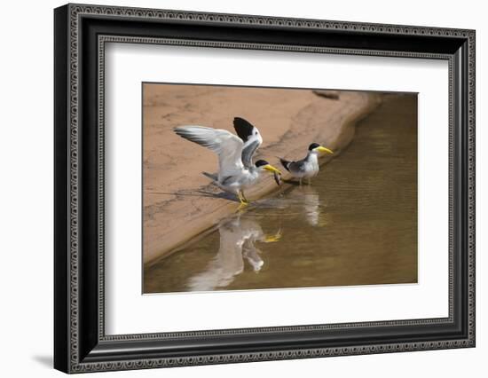 Large-Billed Tern, Northern Pantanal, Mato Grosso, Brazil-Pete Oxford-Framed Photographic Print