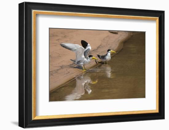 Large-Billed Tern, Northern Pantanal, Mato Grosso, Brazil-Pete Oxford-Framed Photographic Print