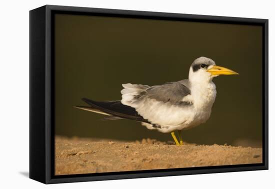 Large-Billed Tern-Joe McDonald-Framed Premier Image Canvas