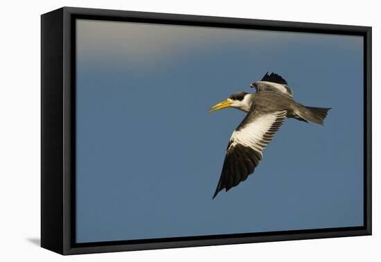 Large-Billed Tern-Joe McDonald-Framed Premier Image Canvas