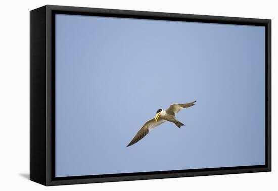 Large-Billed Tern-Joe McDonald-Framed Premier Image Canvas