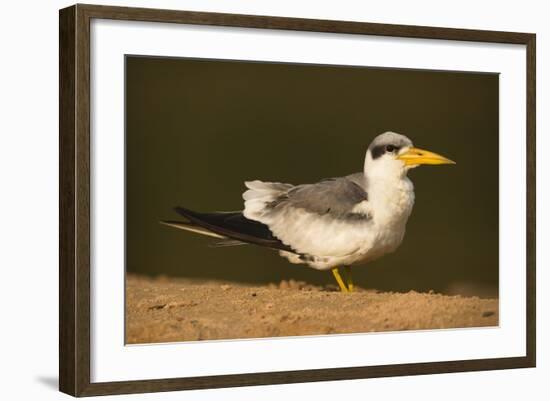 Large-Billed Tern-Joe McDonald-Framed Photographic Print