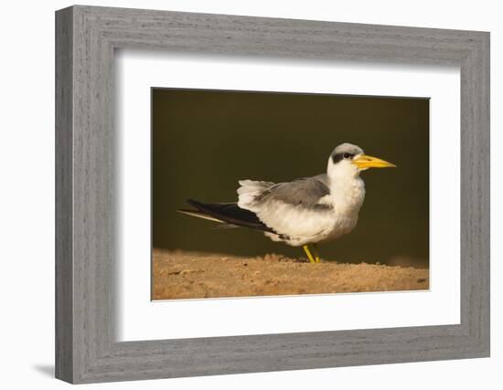 Large-Billed Tern-Joe McDonald-Framed Photographic Print