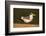 Large-Billed Tern-Joe McDonald-Framed Photographic Print