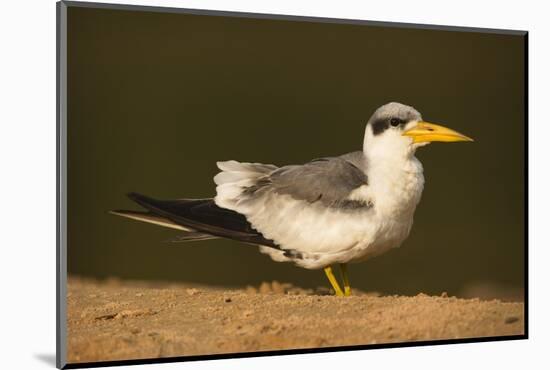 Large-Billed Tern-Joe McDonald-Mounted Photographic Print