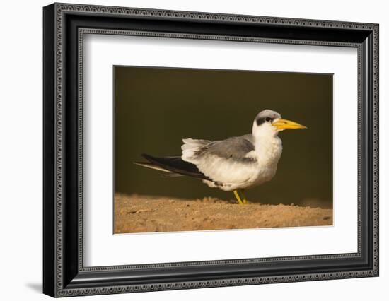 Large-Billed Tern-Joe McDonald-Framed Photographic Print