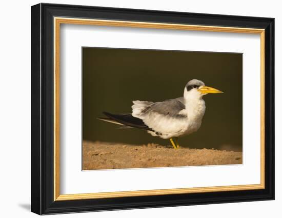 Large-Billed Tern-Joe McDonald-Framed Photographic Print