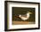 Large-Billed Tern-Joe McDonald-Framed Photographic Print