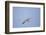 Large-Billed Tern-Joe McDonald-Framed Photographic Print