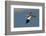 Large-Billed Tern-Joe McDonald-Framed Photographic Print