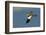 Large-Billed Tern-Joe McDonald-Framed Photographic Print