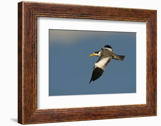 Large-Billed Tern-Joe McDonald-Framed Photographic Print