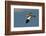 Large-Billed Tern-Joe McDonald-Framed Photographic Print