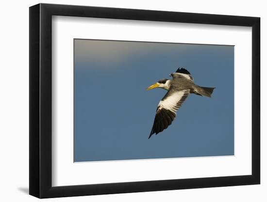 Large-Billed Tern-Joe McDonald-Framed Photographic Print