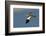 Large-Billed Tern-Joe McDonald-Framed Photographic Print