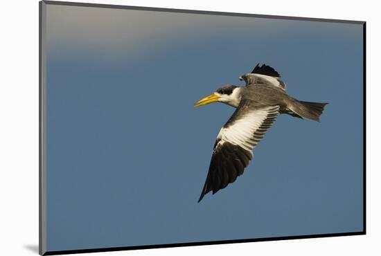 Large-Billed Tern-Joe McDonald-Mounted Photographic Print