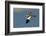 Large-Billed Tern-Joe McDonald-Framed Photographic Print