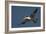 Large-Billed Tern-Joe McDonald-Framed Photographic Print