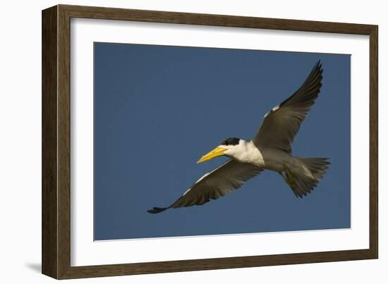 Large-Billed Tern-Joe McDonald-Framed Photographic Print