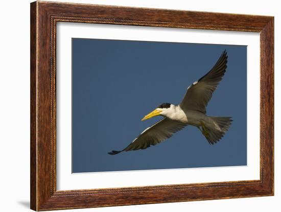 Large-Billed Tern-Joe McDonald-Framed Photographic Print