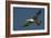 Large-Billed Tern-Joe McDonald-Framed Photographic Print