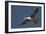 Large-Billed Tern-Joe McDonald-Framed Photographic Print