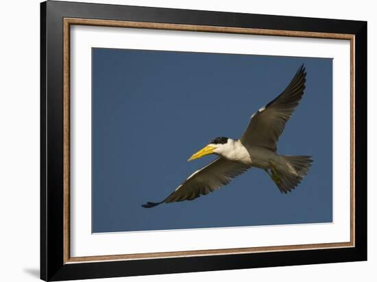 Large-Billed Tern-Joe McDonald-Framed Photographic Print