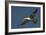 Large-Billed Tern-Joe McDonald-Framed Photographic Print