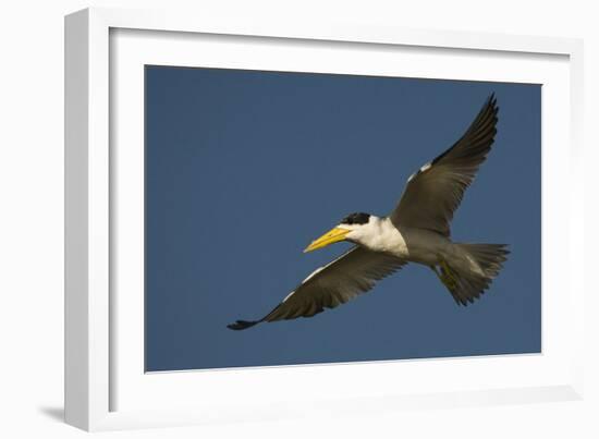Large-Billed Tern-Joe McDonald-Framed Photographic Print
