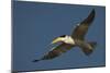Large-Billed Tern-Joe McDonald-Mounted Photographic Print